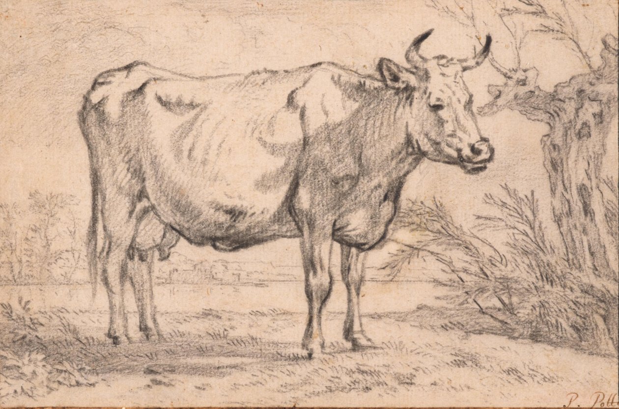 A Standing Cow by Paulus Potter