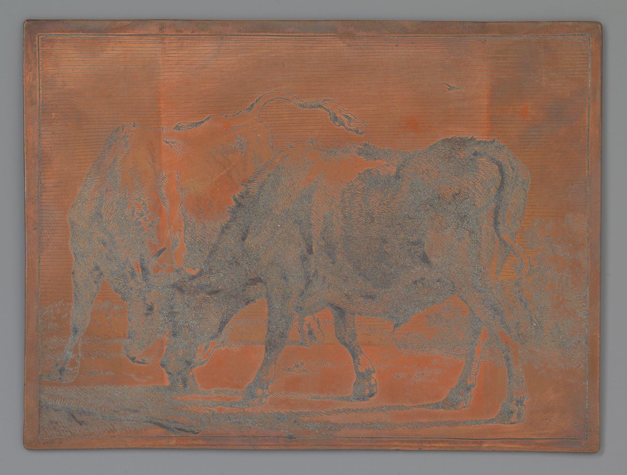 Two Fighting Oxen by Paulus Potter