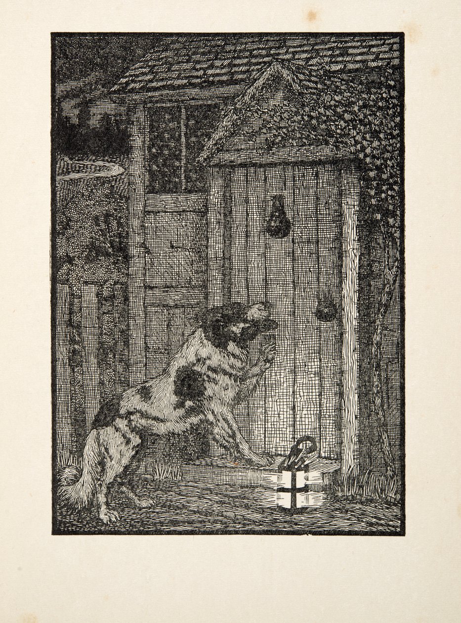The Newfoundland Dog by Percy J. Billingshurst