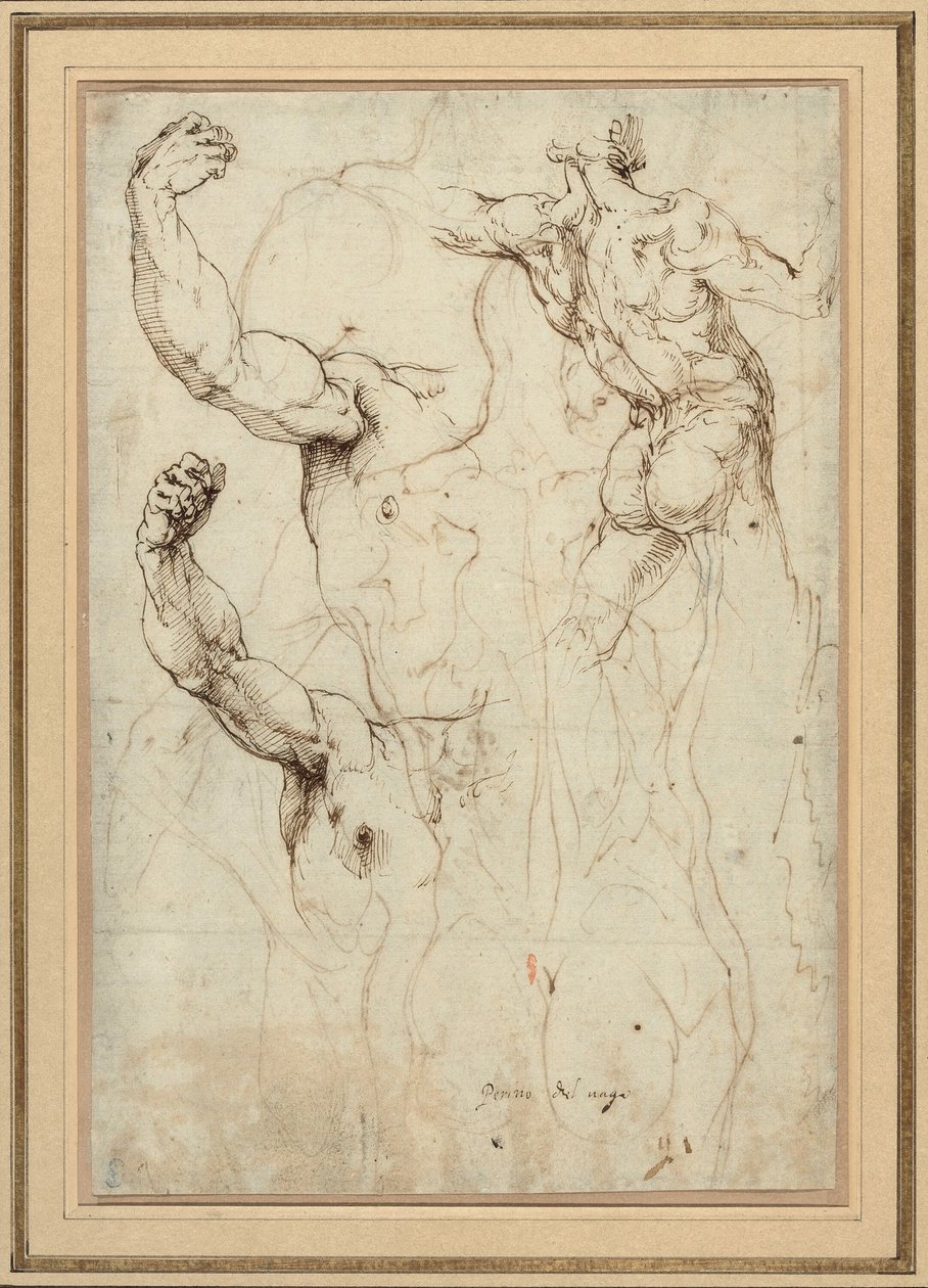 Study of a Nude Seen from the Back, and Two Studies of an Arm (recto); Nude Seen from the Back, with Subsidiary Studies of a Shoulder and Leg (verso) by Perino del Vaga