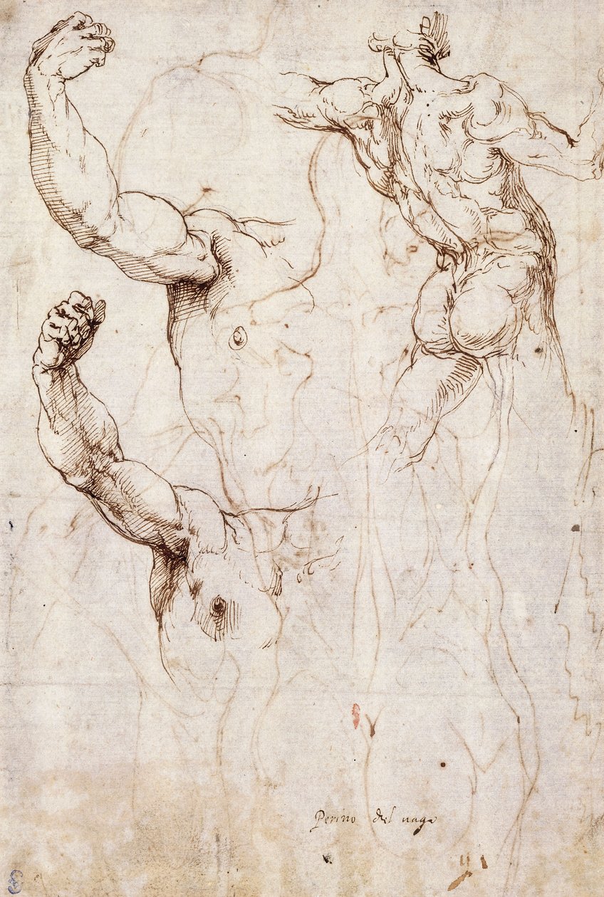 The Back of a Nude and Two Studies of a Raised Arm and Shoulder, Seen from the Front by Perino del Vaga