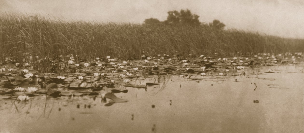 Water-lilies, Life and Landscape on the Norfolk Broads, 1886 by Peter Emerson und Thomas Goodall