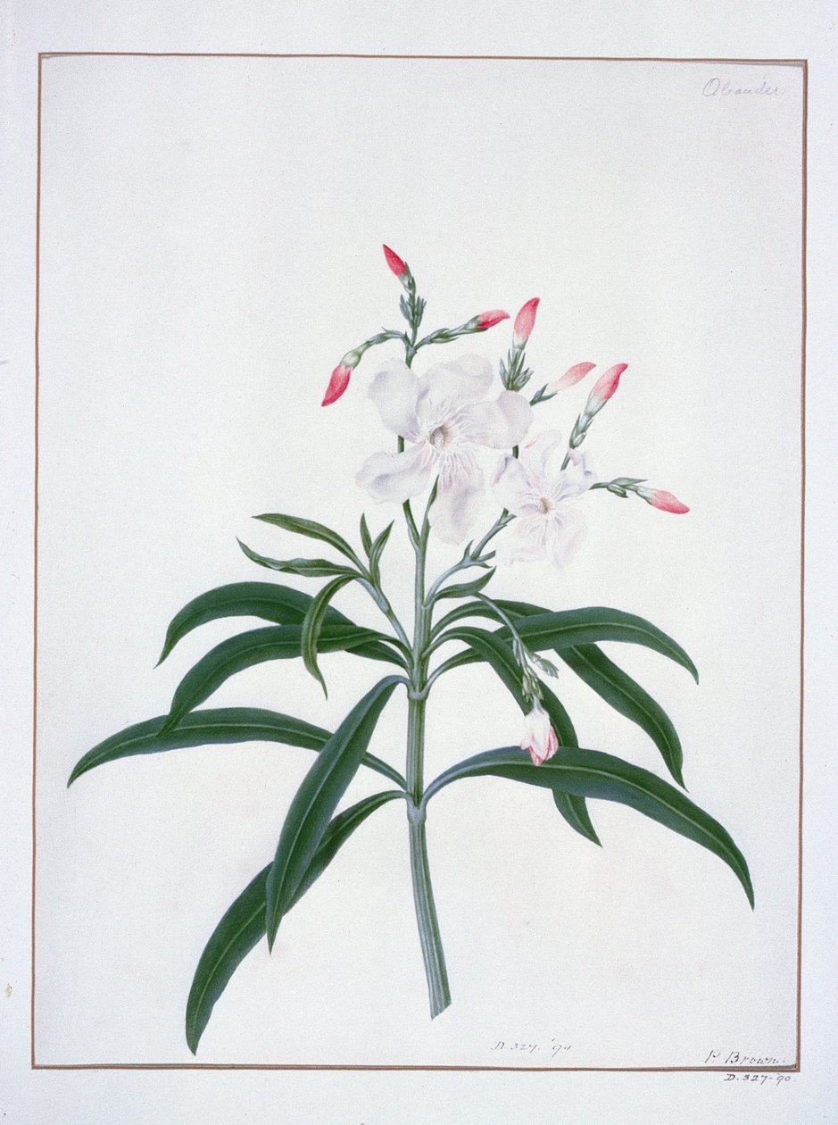 Flower Studies, 18th century by Peter Brown