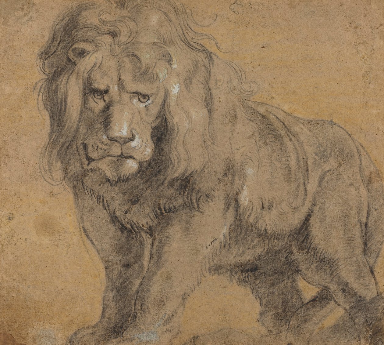 Lion by Peter Paul Rubens