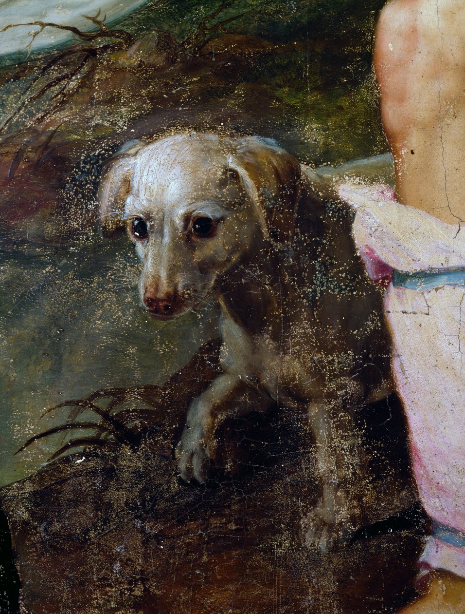 Dog (detail) by Peter Candid