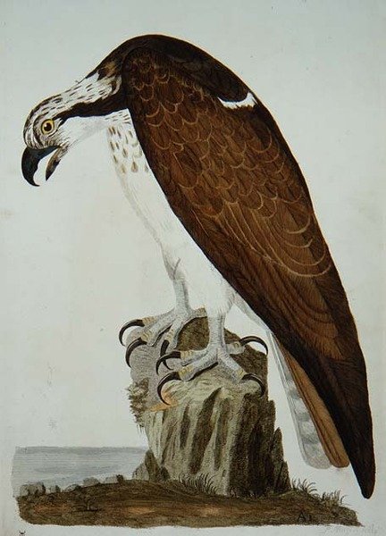 The Bald Buzzard, plate from 