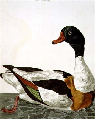 The Common Shelduck from 
