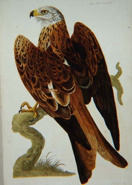 The Kite (Milvus milvus) or Glead, plate from 