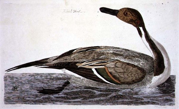 The Pintail Duck (Anas acuta) plate from 