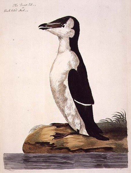 The Razorbill (Alca torda) or Black-Billed Auk, plate from 