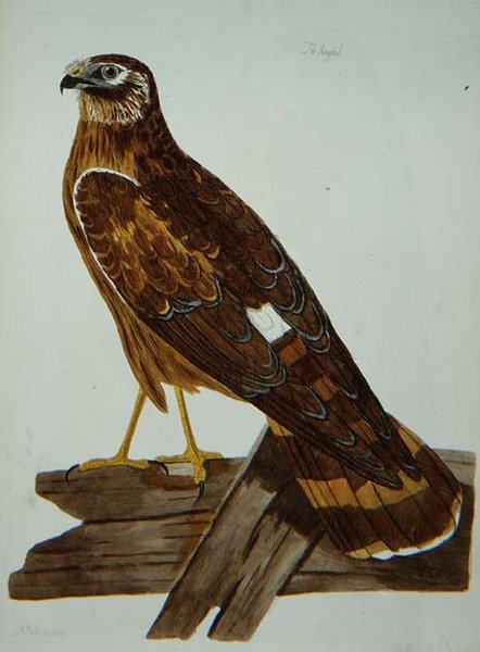 The Ringtail, female of the Hen Harrier (Circus cyaneus) plate from 
