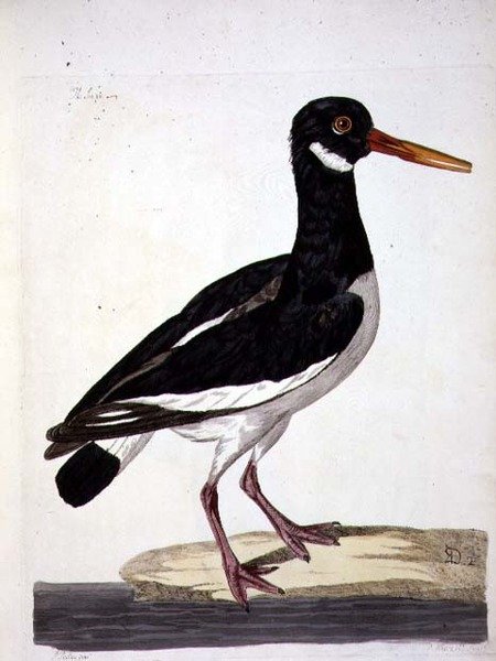 The Sea Pie or Oystercatcher (Haematopus ostralegus) plate from 