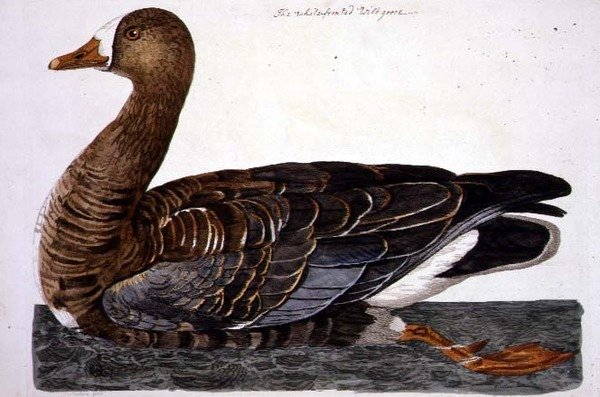 The White-Fronted Goose (Anser albifrons) plate from 