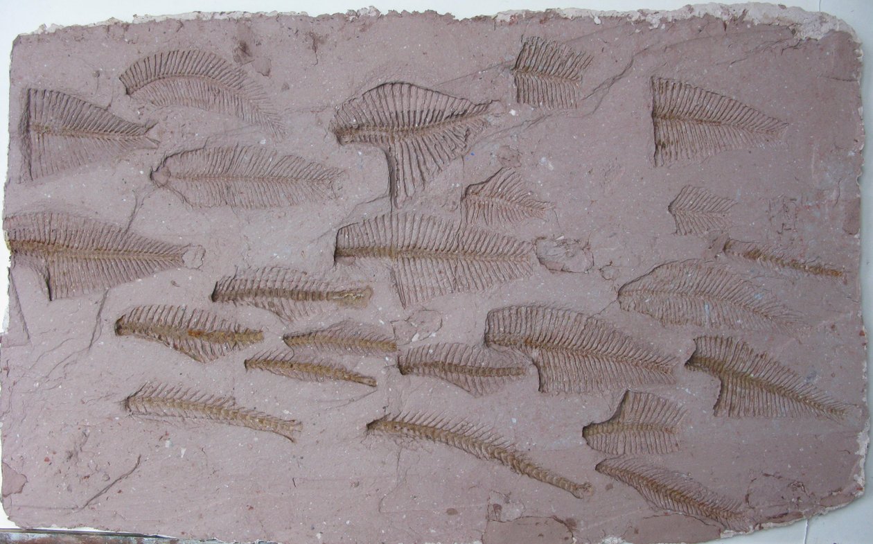 Shoal by Peter A Ford