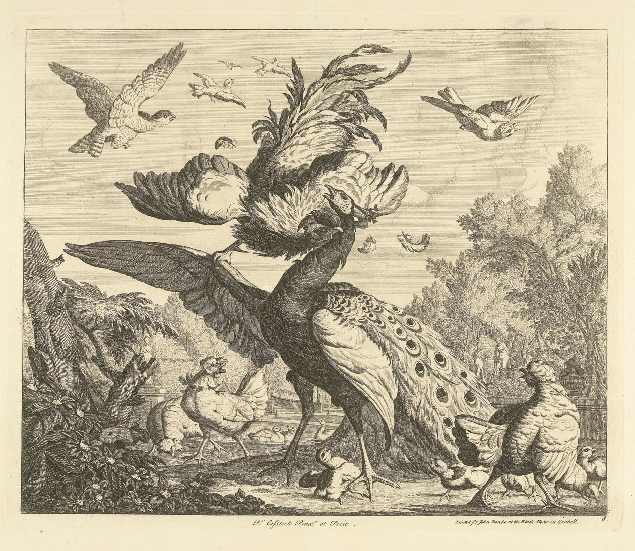 Rooster Attacks a Peacock by Peter Casteels (III)
