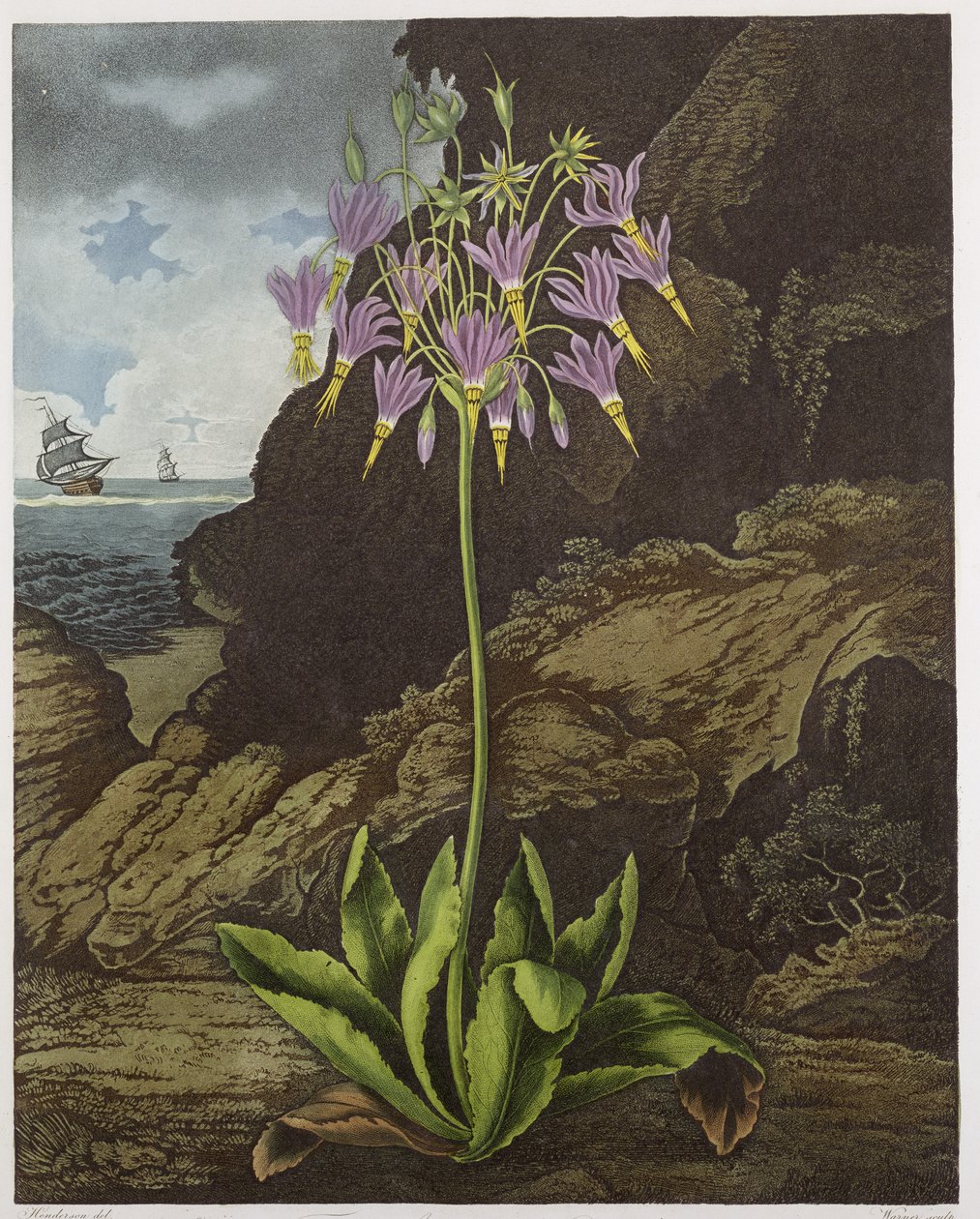 The American Cowslip, engraved by Warner, from 