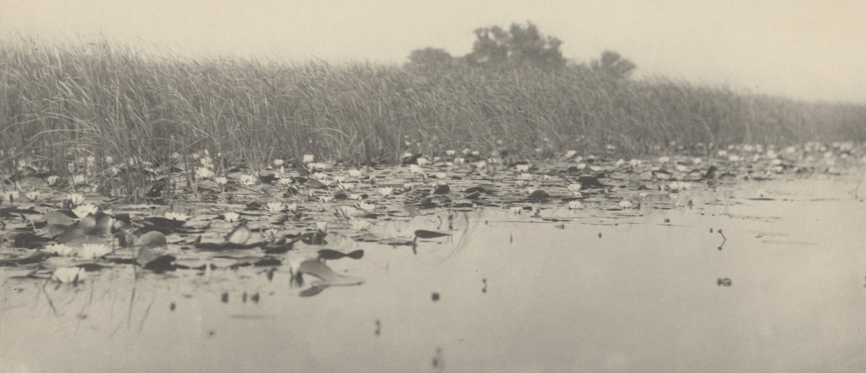 Water-Lilies by Peter Henry Emerson and T.F. Goodall