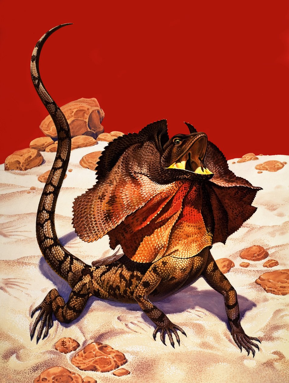 Frilled Lizard by Peter Jackson