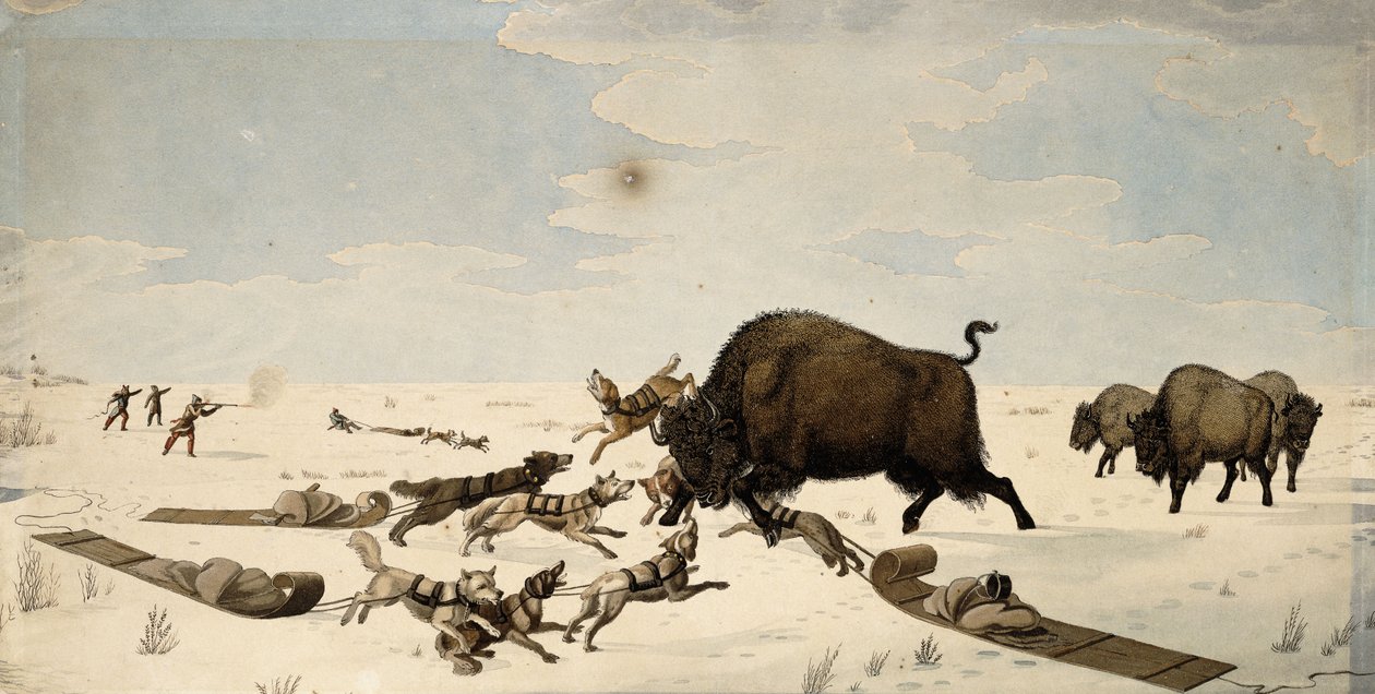 Buffalo Hunt by Peter Rindisbacher