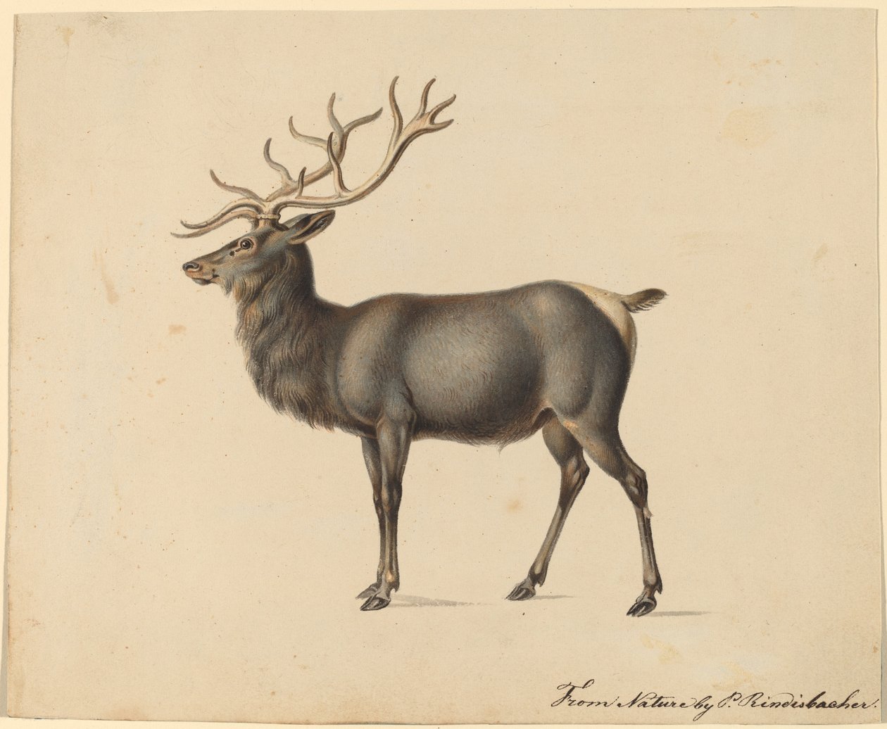 European Elk by Peter Rindisbacher
