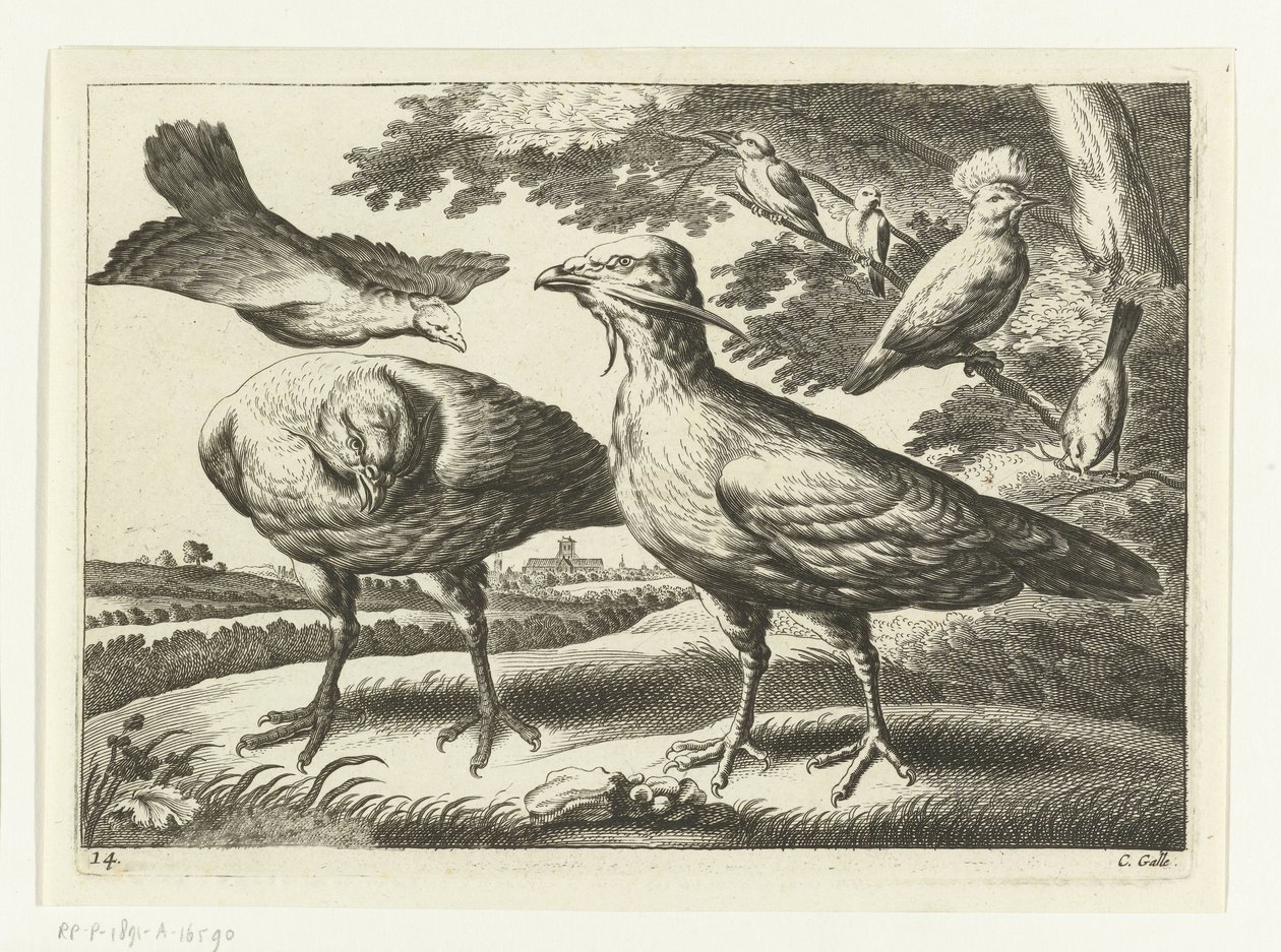 Geese and a Cockatoo by Peter van Liesebetten