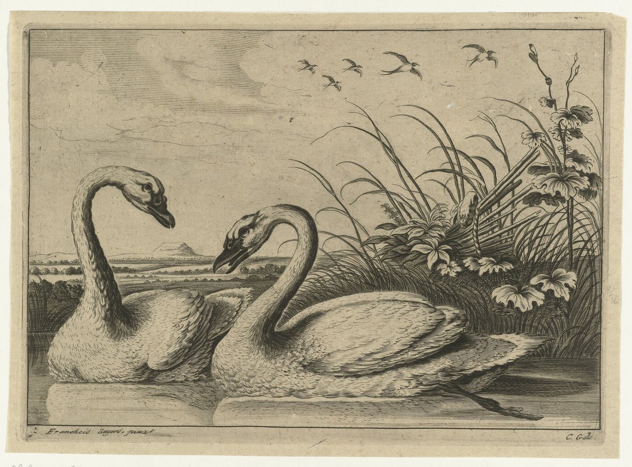 Two Swans, Diversarum Avium Species (series title), Various Birds (series title) by Peter van Liesebetten
