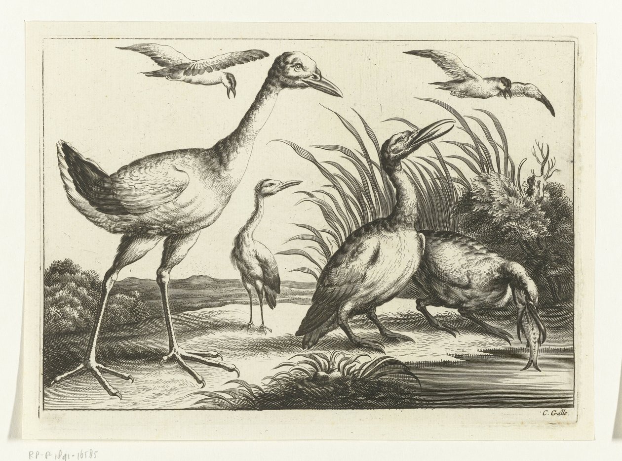 Waterfowl (Various Birds series) by Peter van Liesebetten