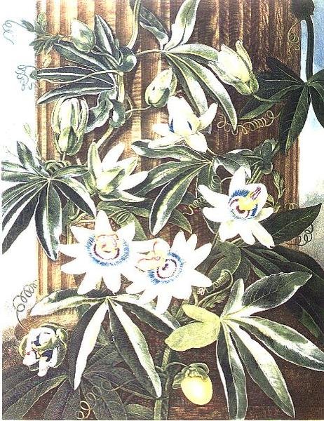 The Blue Passion Flower, engraved by Caldwell, from 