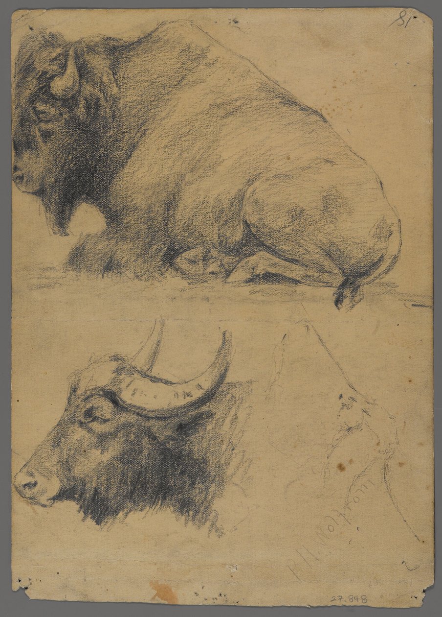 Bison and Head of Water Buffalo by Philip H. Wolfrom