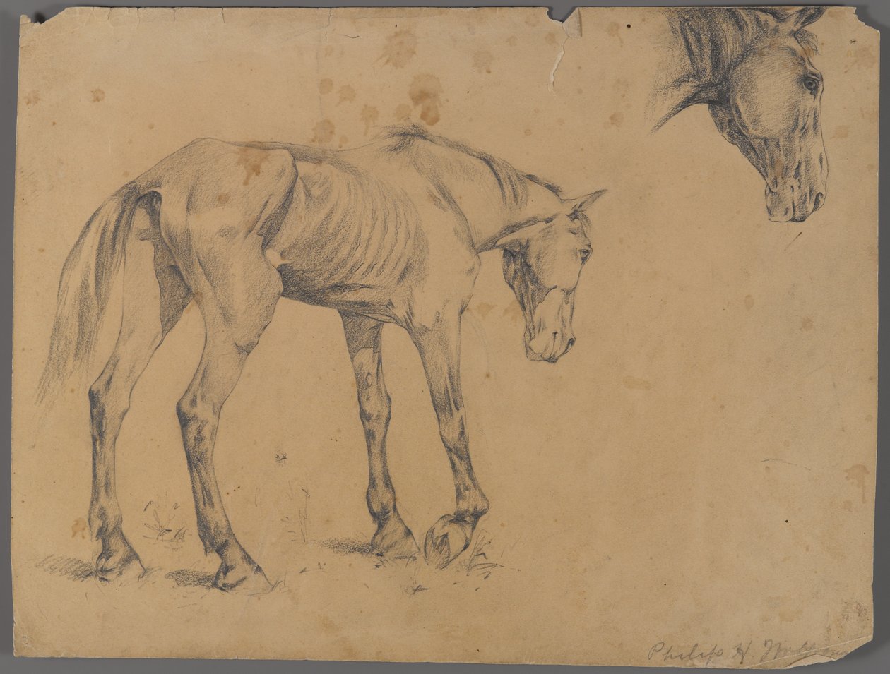 Horse and Horse
