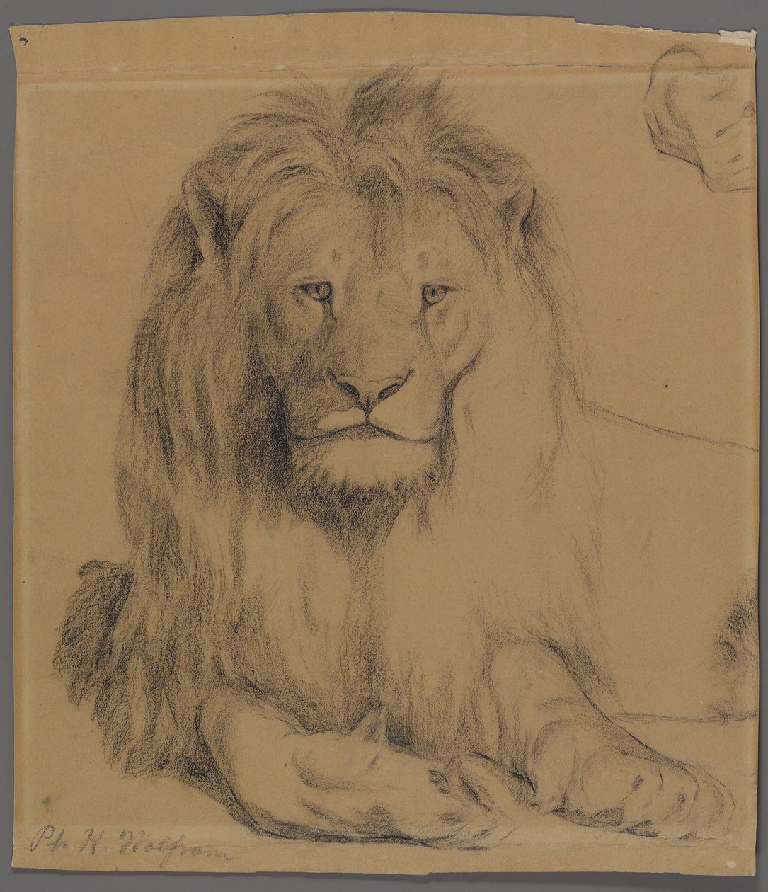 Lion by Philip H. Wolfrom