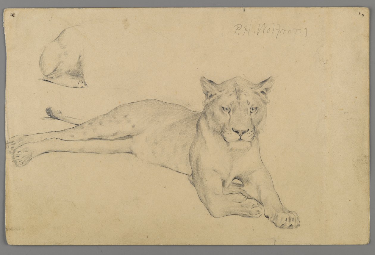 Seated Lioness by Philip H. Wolfrom