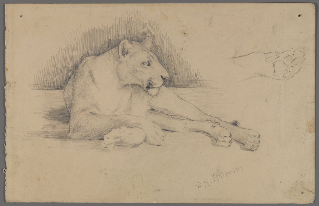 Seated Lioness by Philip H. Wolfrom