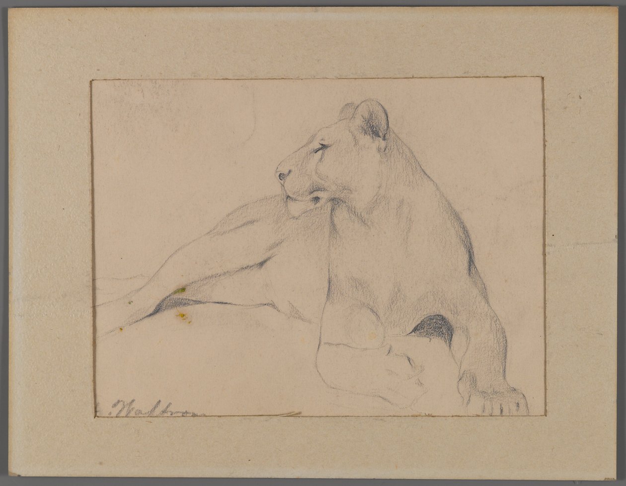 Seated Lioness by Philip H. Wolfrom