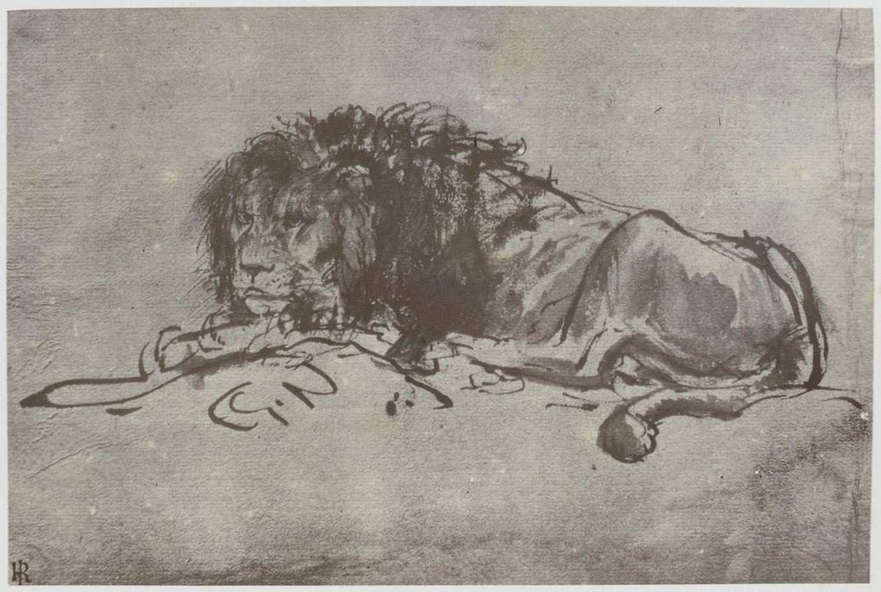 Rembrandt, A Lion by Philip Henry Delamotte