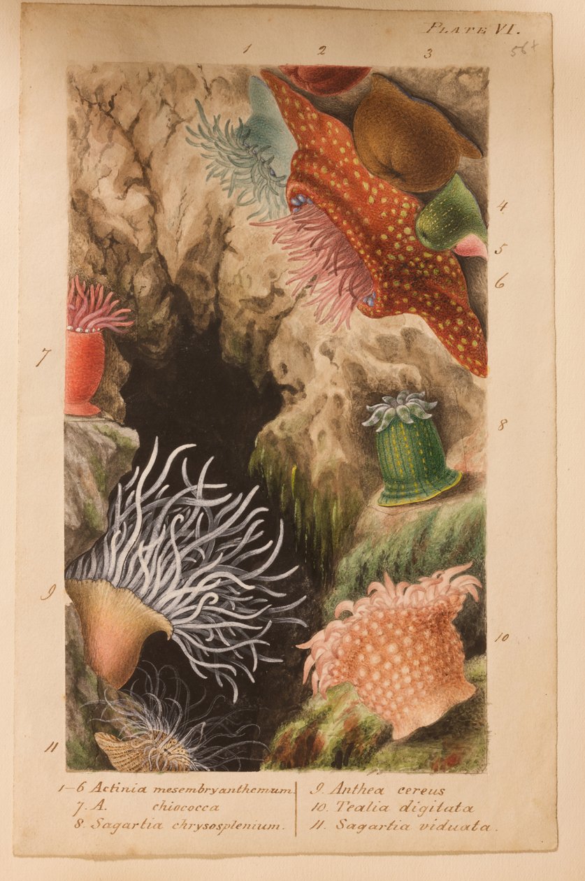 Plate VI, study for 