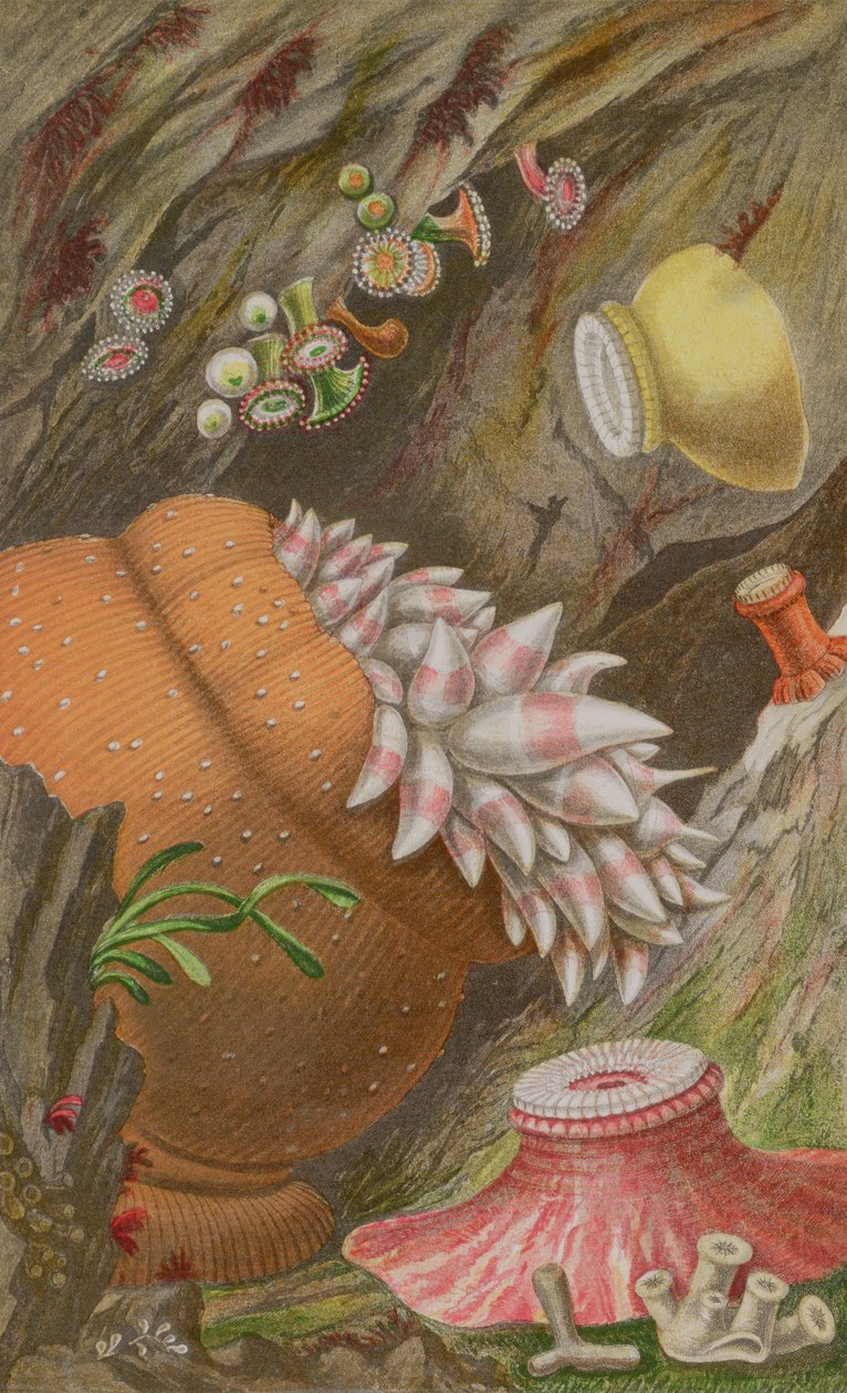 The Crimson Imperial, the Yellow Imperial and the Globehorn, plate IX from Actinologia Britannica: A History of the British Sea Anemones and Corals by Philip Henry Gosse