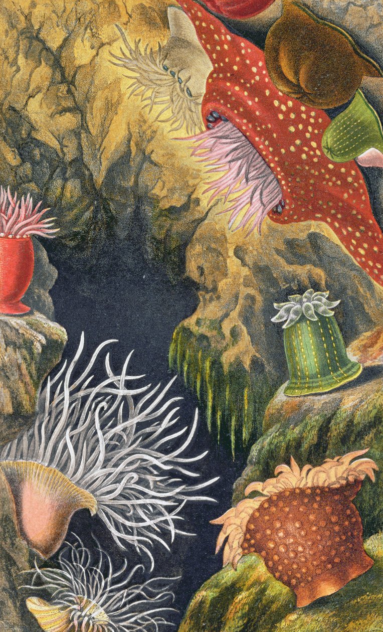 The Diadem Pimplet, plate VI from 