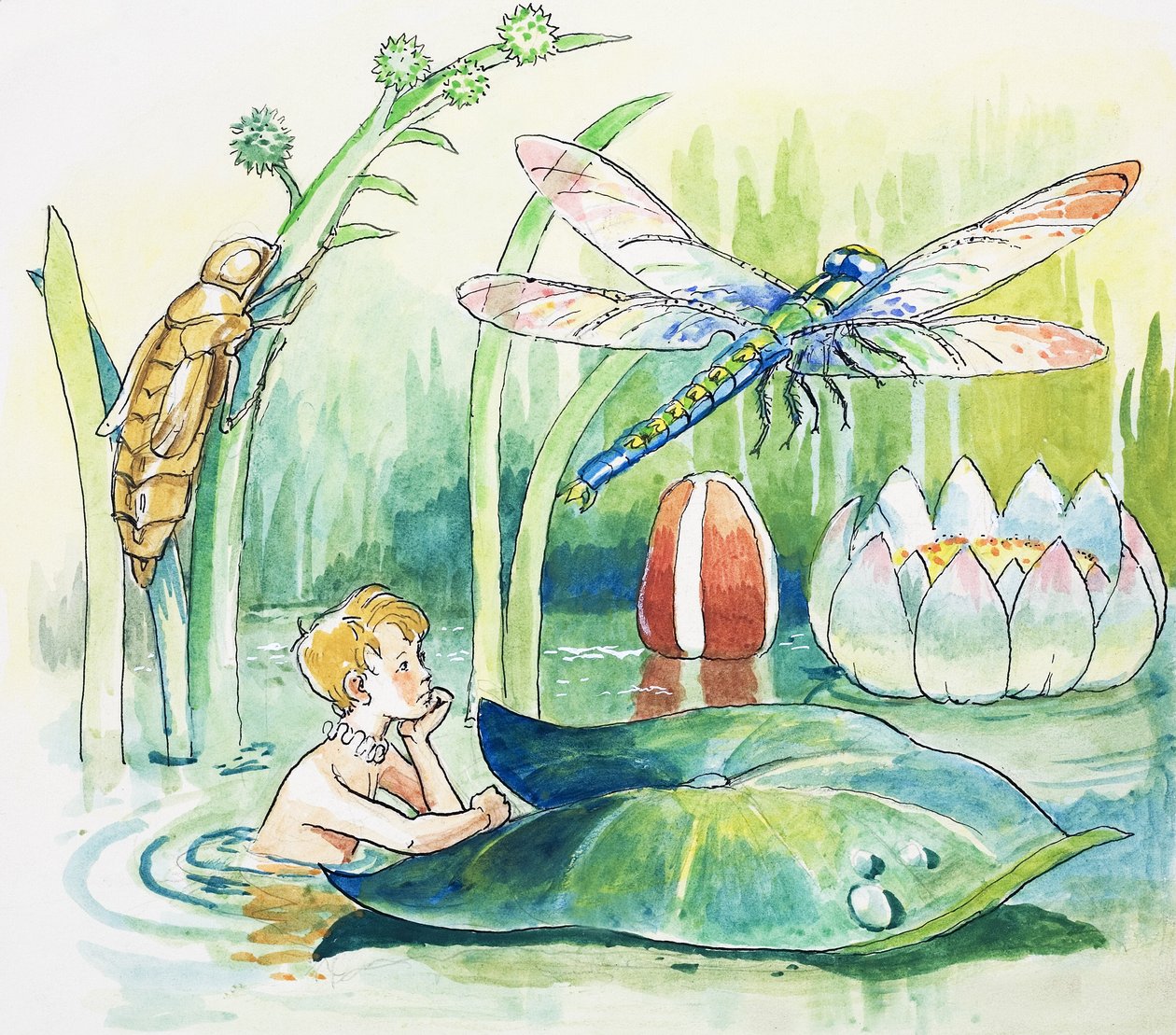 Dragonfly, Illustration from 