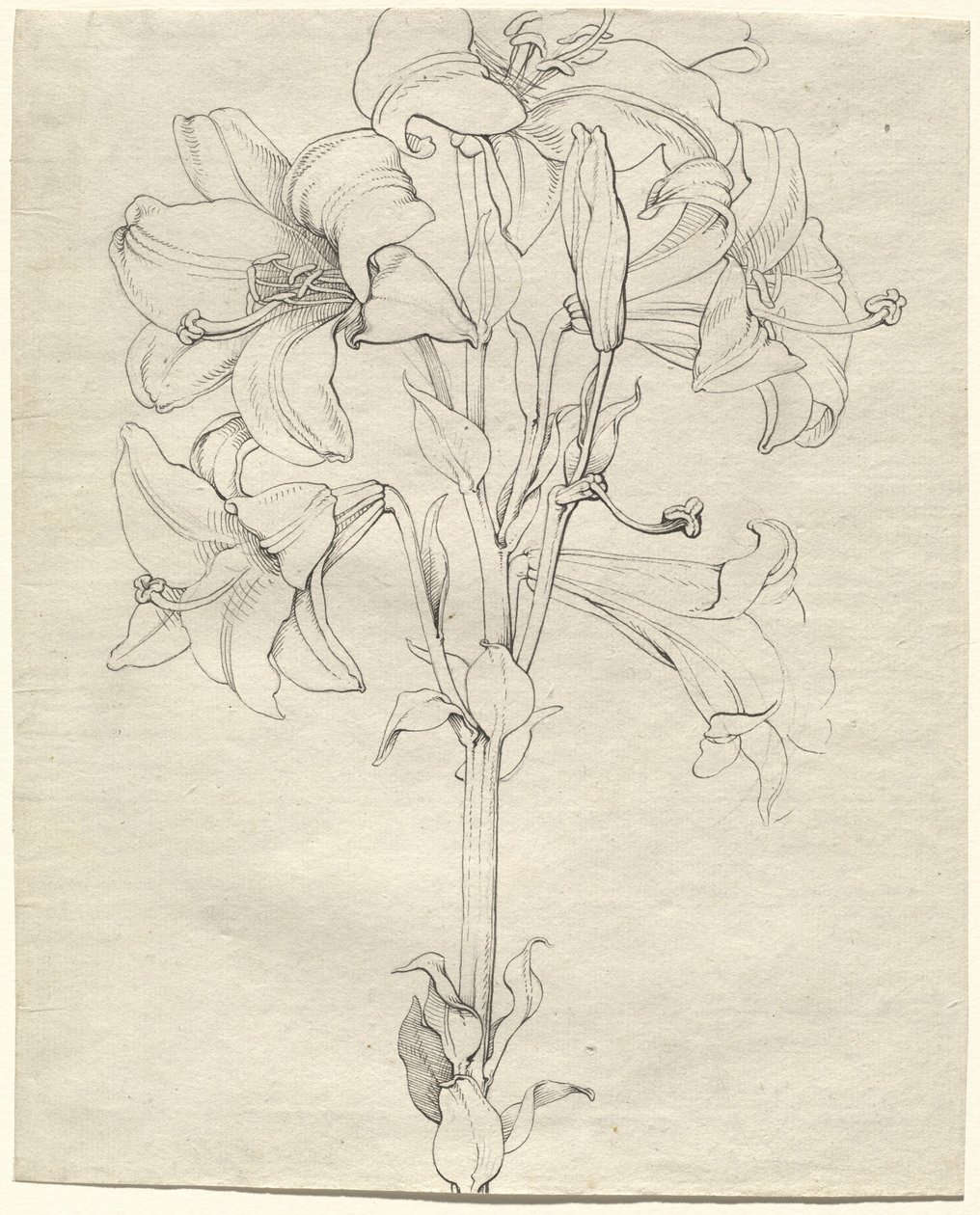 A Stalk of Lilies with Six Blooms by Philipp Otto Runge