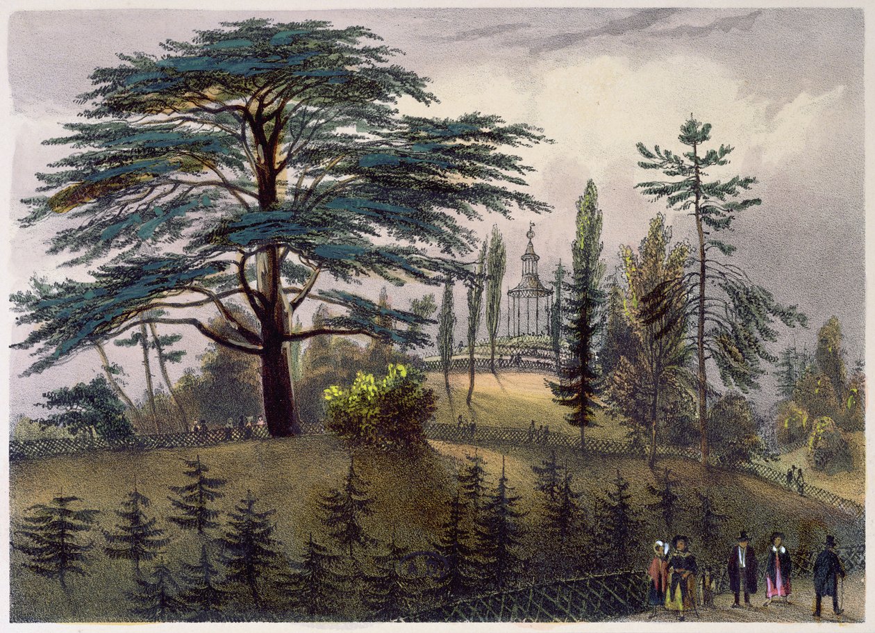 The Cedar of Lebanon and the Labyrinth at the Jardin des Plantes, Paris