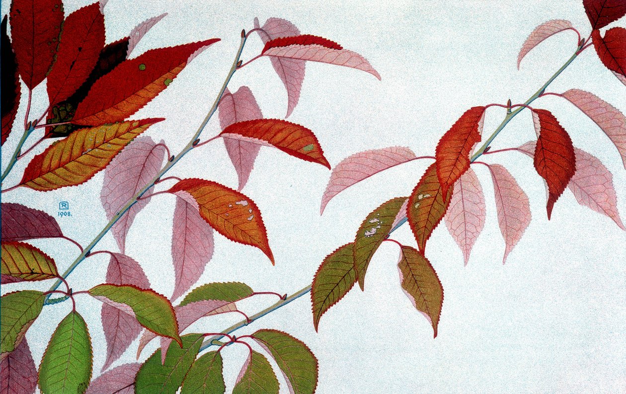 Feuilles d