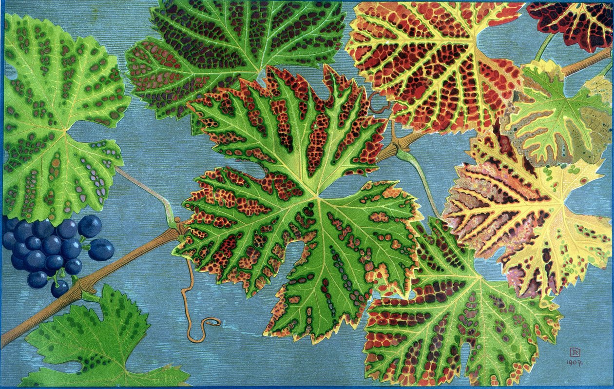 Autumn Leaves, by Philippe Robert, editions Robert Ried by Philippe Robert