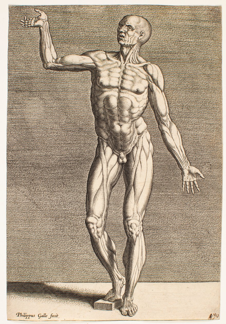 Study of Human Figure with Exposed Tendons and Muscles, Seen from the Front by Philips Galle