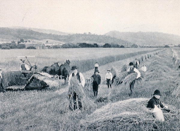 Reaping wheat, Tasmania, c.1900, from 