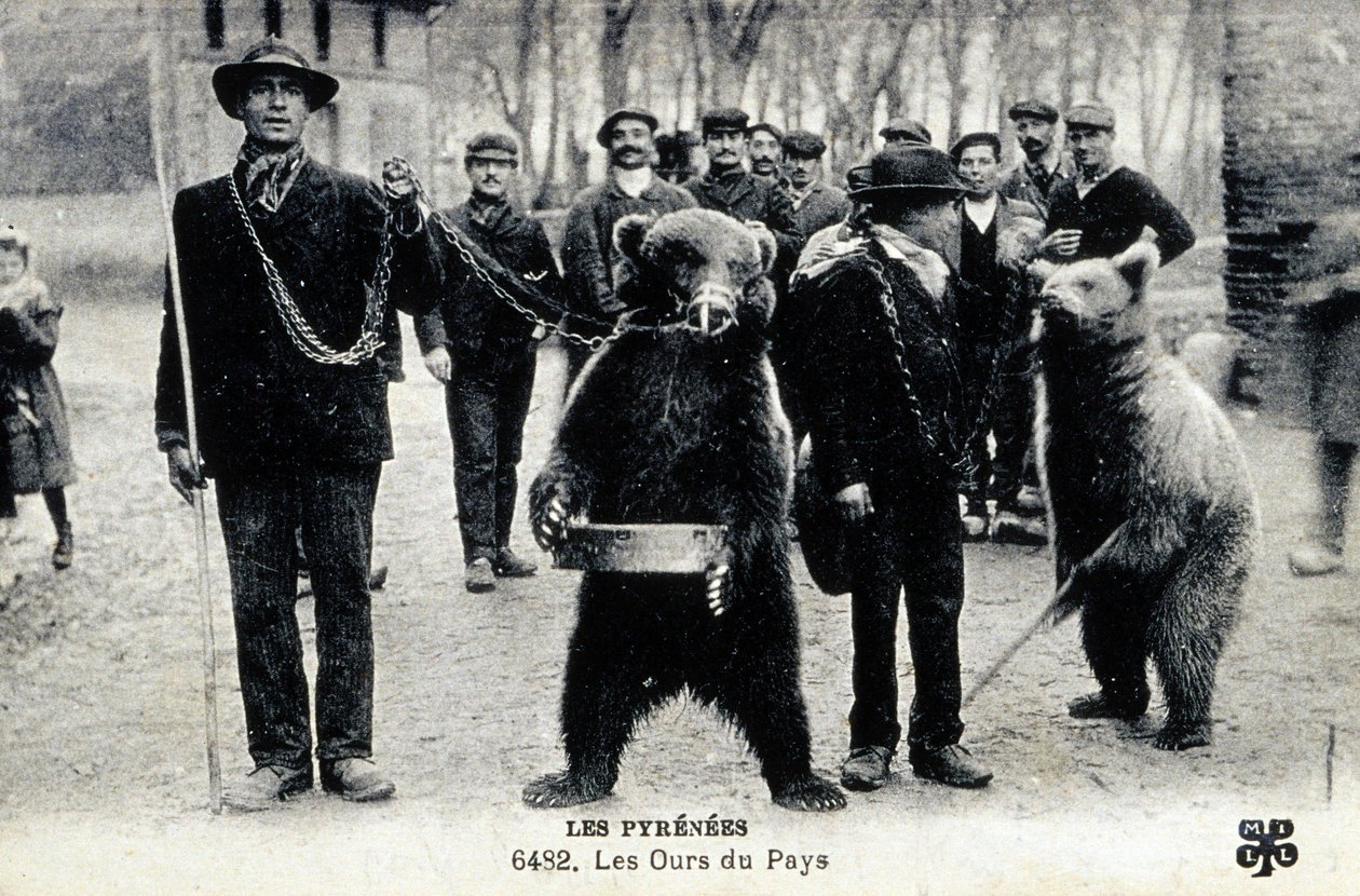Bear Shows in the Pyrenees, c.1900 by Photographer French