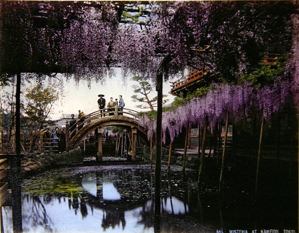 Wisteria in a garden at Kameido by Photographer Japanese