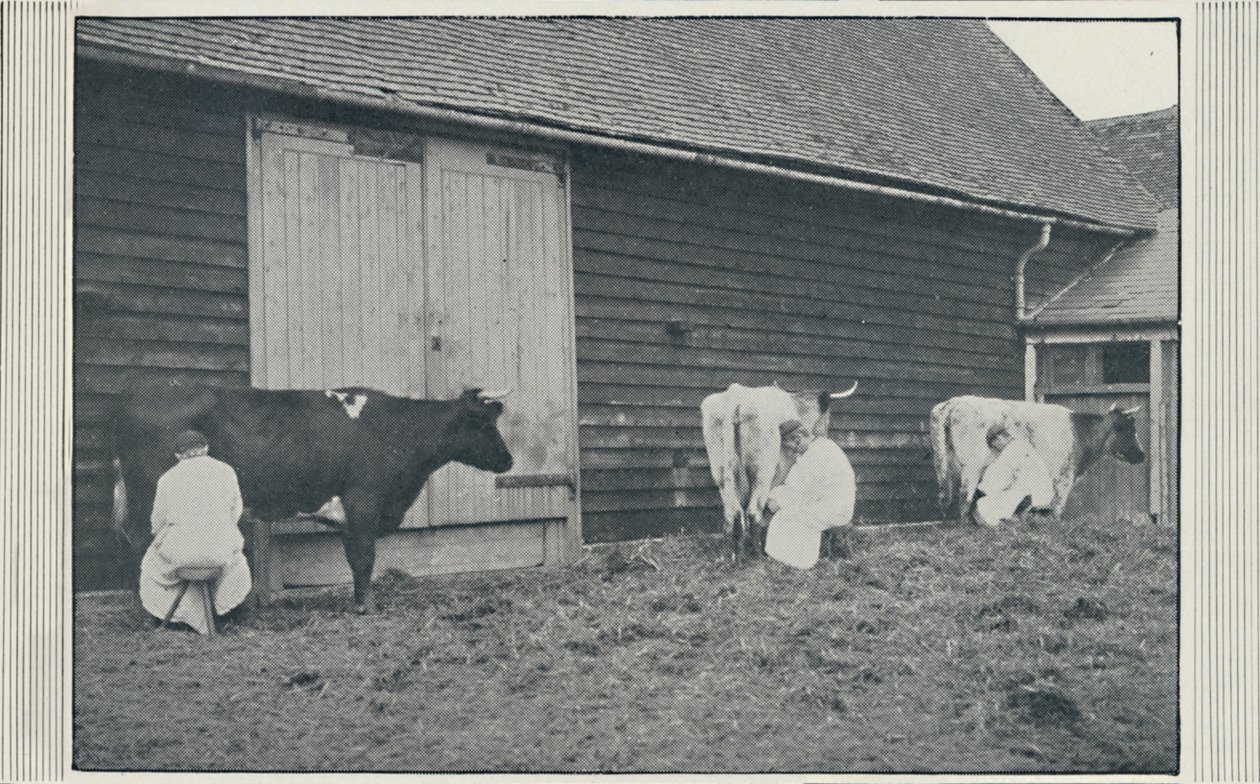 Milking Cows by Pictorial Agency