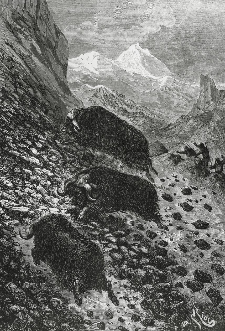 Musk oxen, woodcut by Edouard Riou by Blaise Nicolas Le Sueur