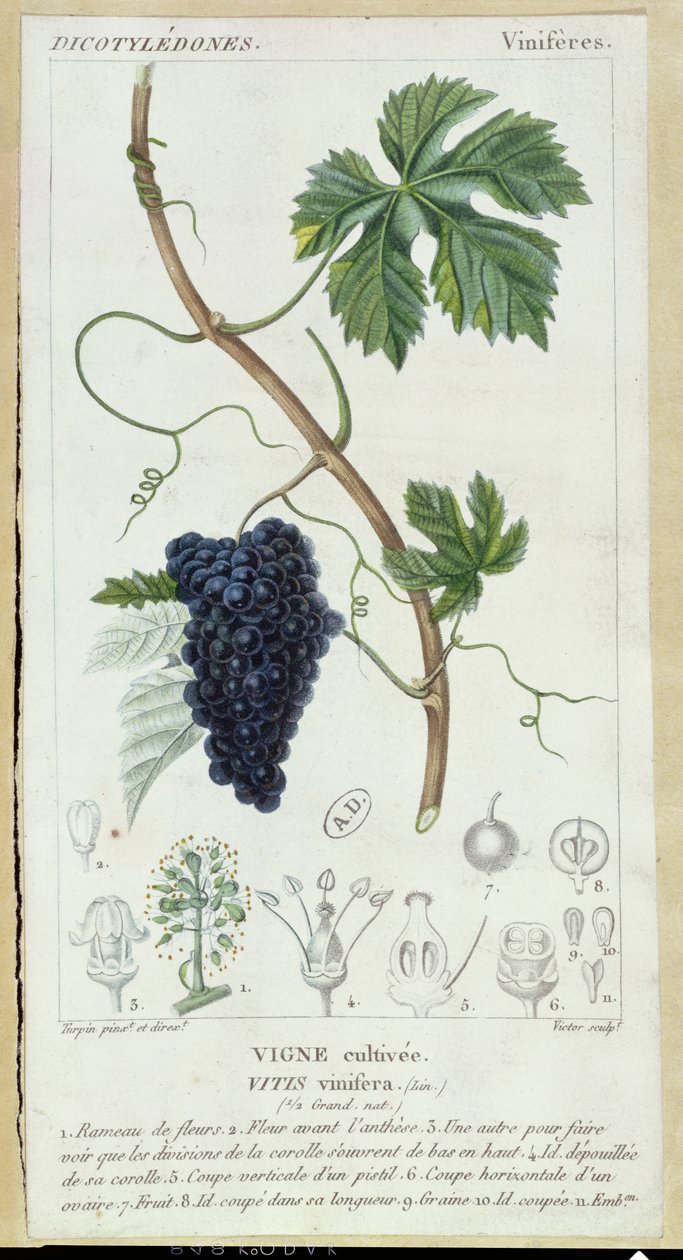 Grape Vine (Vitis Vinifera) botanical plate by Pierre Jean Francois Turpin